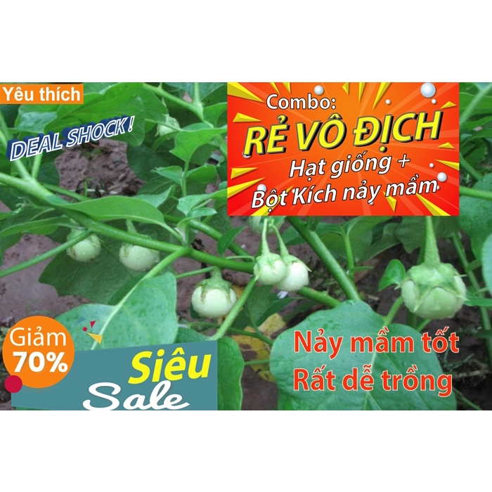 Gói 30 hạt giống cà pháo xanh - [Combo rẻ vô địch HẠT GIỐNG + BỘT KÍCH NẢY MẦM]