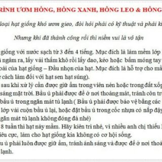 Hạt giống hoa hồng đen