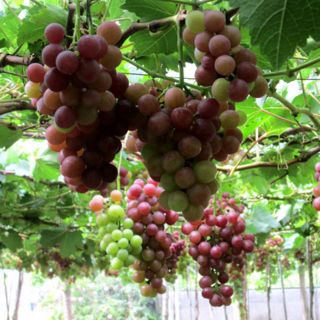 Cây giống nho lùn