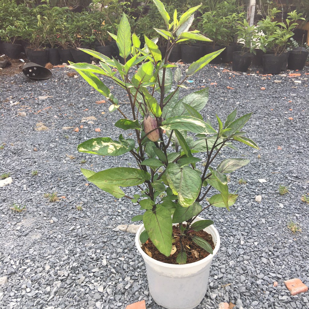 Chậu cây Dưa Pepino Tím  trái ngọt và thơm - Trang Flower