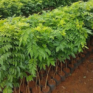 5 Cây giống sưa đỏ cao 40 cm