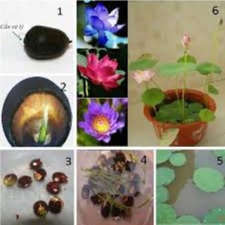 Hạt giống hoa sen nhật mini gói 10 hạt