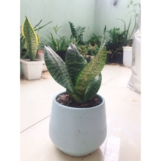 cây lưỡi hổ, lưỡi hổ thái