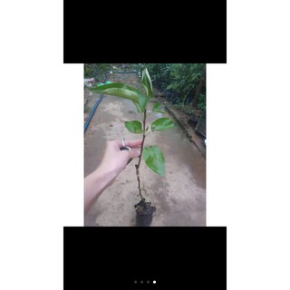 cây hồng quân