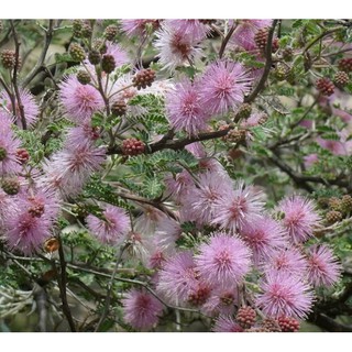 HẠT GIỐNG HOA MIMOSA