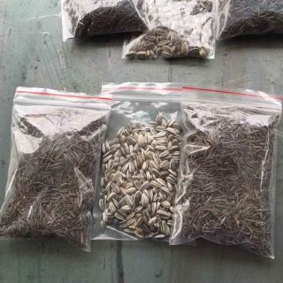 Combo hạt giống hoa sao nhái +hướng dương