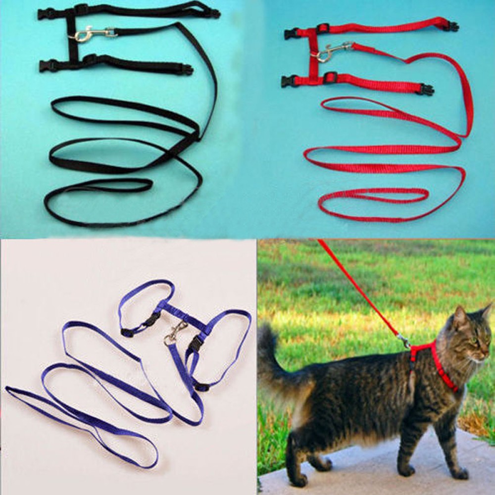 Đai lưng kèm dây dắt mèo cưng tiện dụng