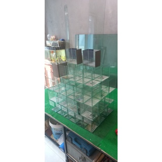 Bể Cá Betta, Guppy