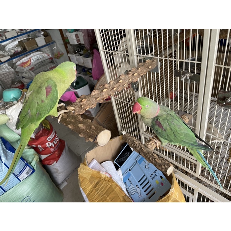 Cầu đậu chữ T cho vẹt đứng