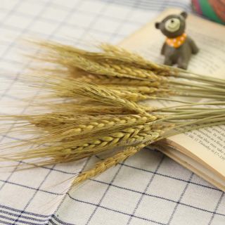 Bó lúa mạch khô  15 bông - Đạo cụ chụp ảnh vintage retro