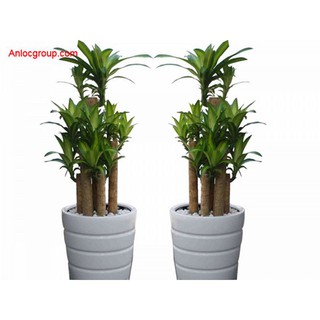 khúc thần tài sọc lá vàng size trung [ khúc giống]