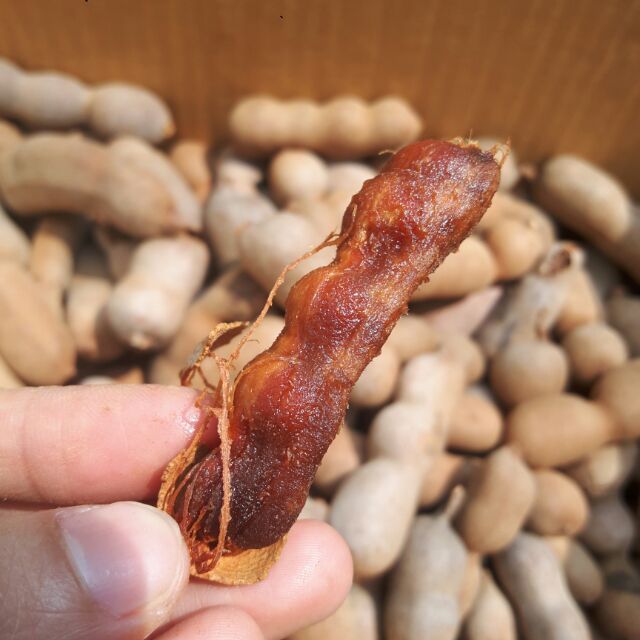 Me lào tươi