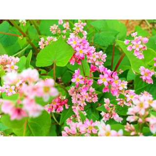 Hạt giống hoa Tam giác mạch
