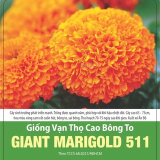 Hạt giống vạn thọ cao bông to 511