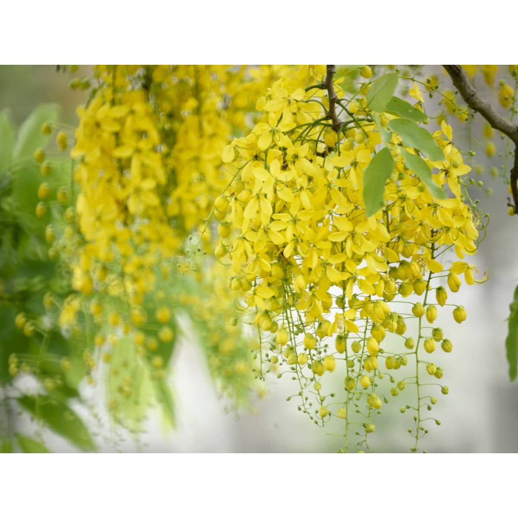 40H - hạt giống hoa muồng Hoàng Yến Osaka vàng