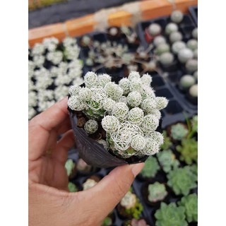 Xương rồng trứng cút