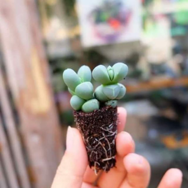 Sen đá tim lá ngắn