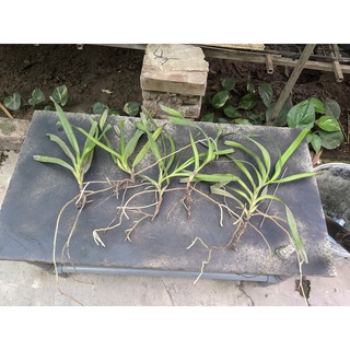 combo 5 ngọn quế hoà bình
