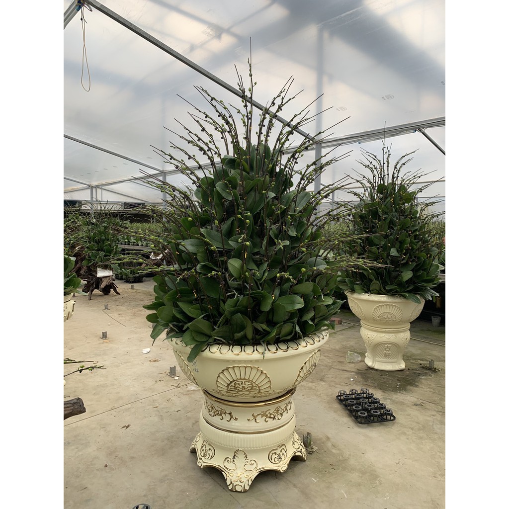 Lan Hồ Điệp màu Đỏ Địa Chủ cốc đại 3.5 chuẩn màu hoa