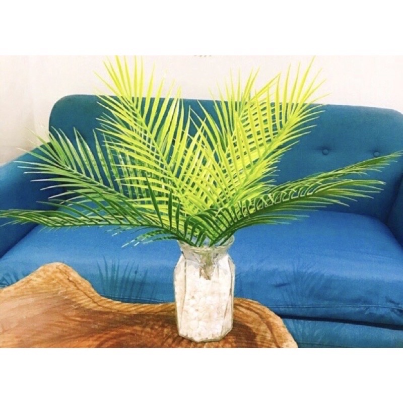 Cây dừa giả-Bụi cây dừa cao 50CM