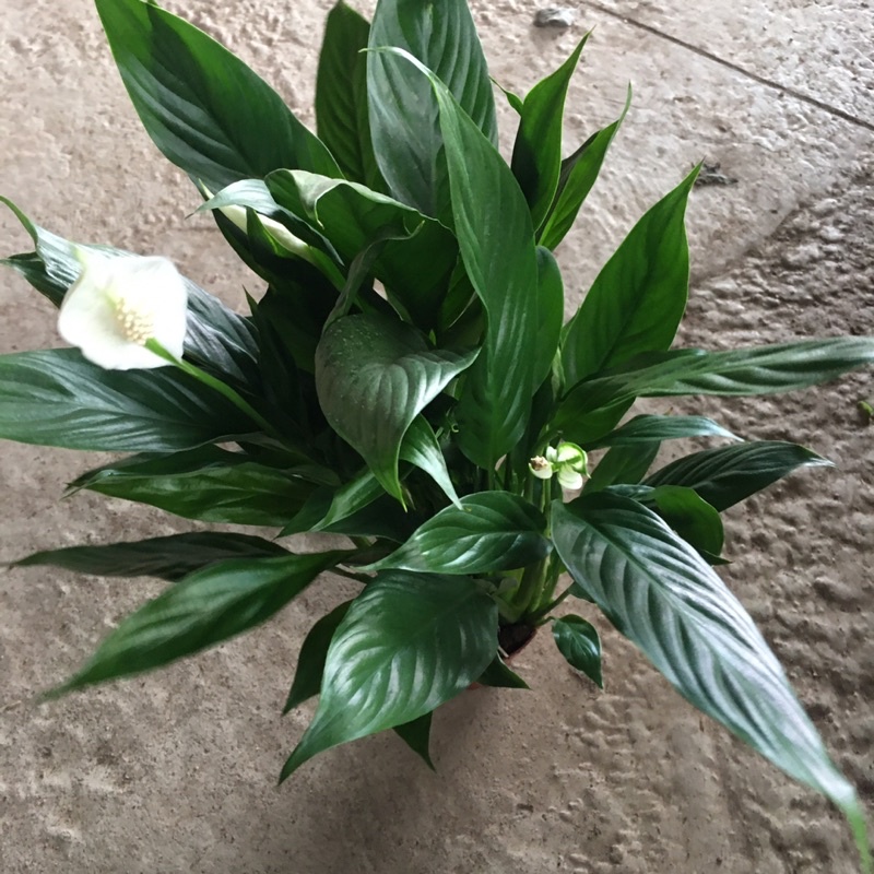 Cây Hoa Lan Ý Để Bàn,Bụi To Đã Có Hoa