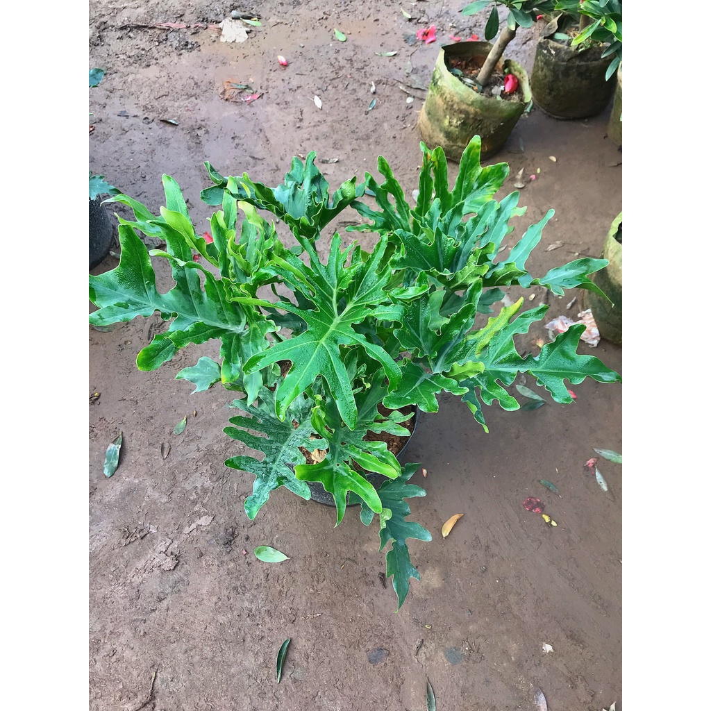 Cây trầu bà lá xẻ, trầu bà thanh xuân cao 50cm xanh bóng tươi tốt, cây trang trí nội thất, sân vườn