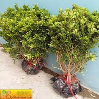 Cây hoa ngâu - CHN