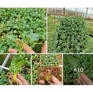 Cây giống rau các loại