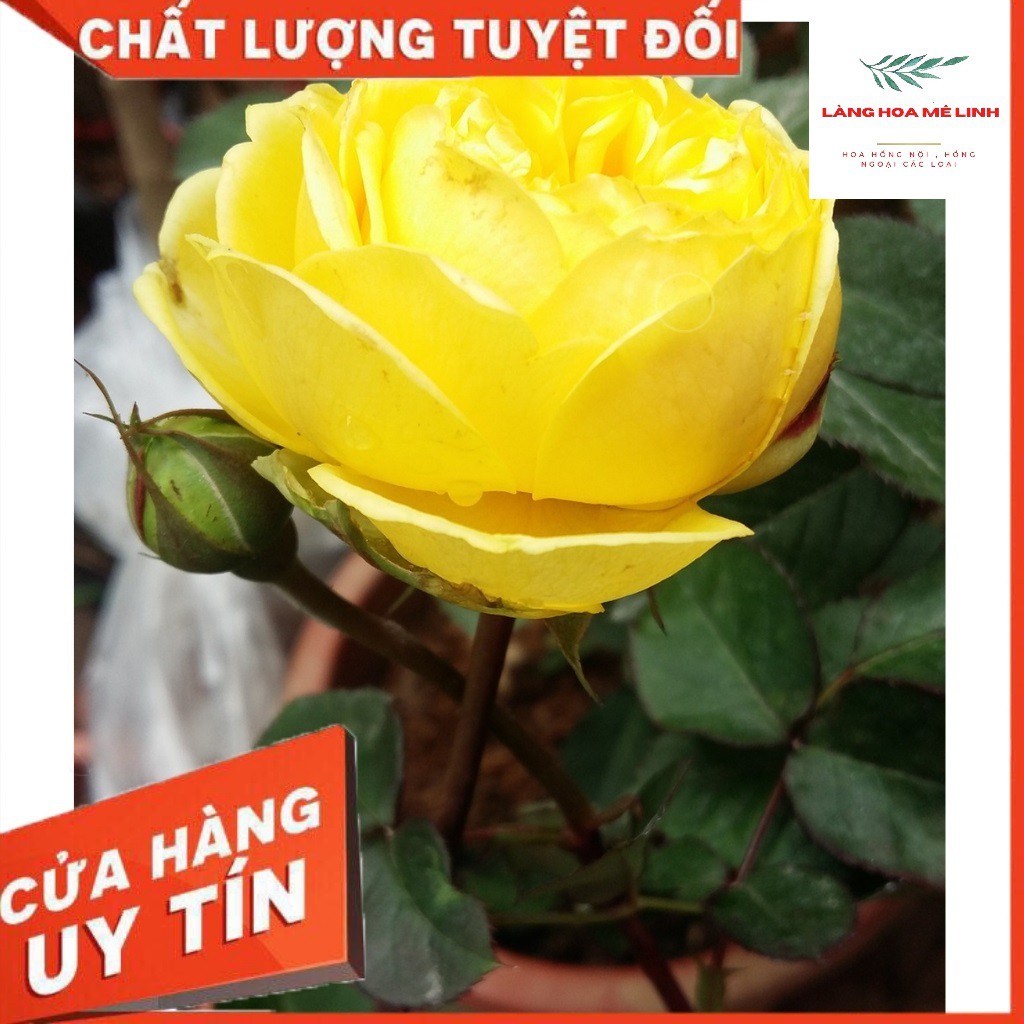 Hoa Hồng Bụi Catalina [MÀU VÀNG CHANH] tuyệt đẹp,hương thơm mộc dược, hoa lâu tàn⭐⭐