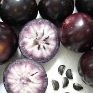Cây Vú Sữa tím... 8 tháng cây cho trái