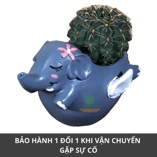 [ Quà Tặng Kèm ] chậu cây voi tím than có cánh