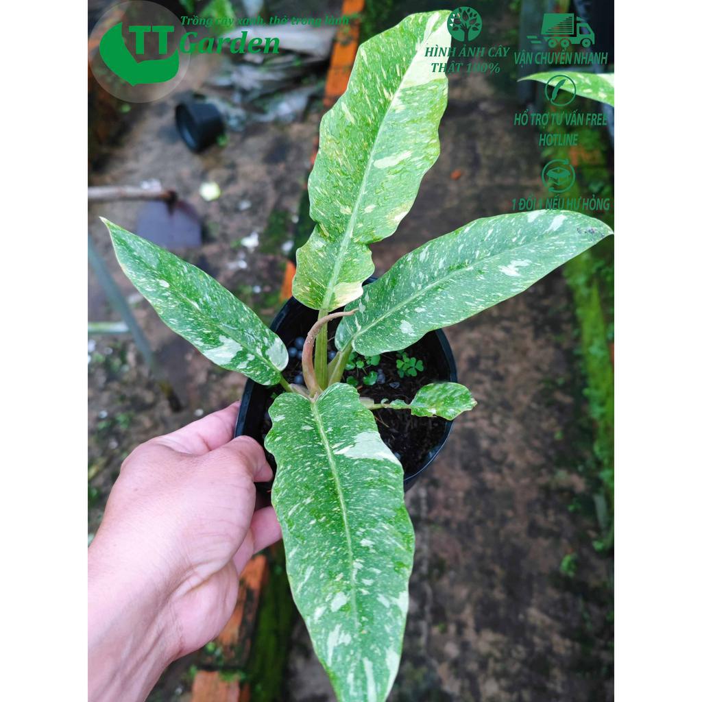 Trầu bà Cung đàn, Philodendron Ring Of Fire var, trồng trong nhà, trồng ngoài trời, trồng sân vườn, decor trang trí