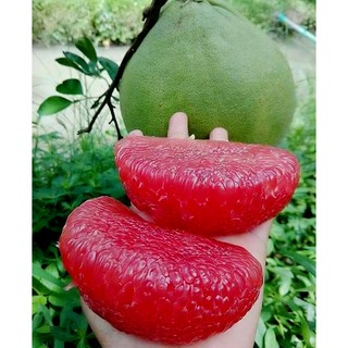 GIỐNG BƯỞI DA XANH