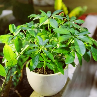NGŨ GIA BÌ - combo cây và chậu