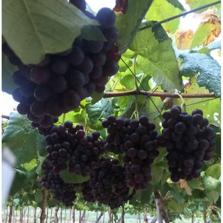 Cây giống Nho ( kẹo )Ghép Leo Giàn giống NH126 Ít Hạt