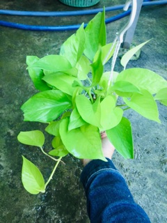 TRẦU BÀ THÁI VÀNG CHẬU TREO MINI