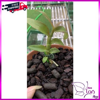 Phi Điệp 🍀FREESHIP🍀 Hồng Yên Thủy - Hồng Mỹ Nhân - Hồng MInh Châu - Hồng Ắ Hậu [ Kie Năm 1 ]