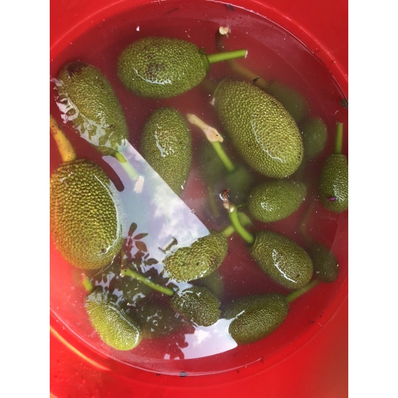 Trái mít non. 15k/kg