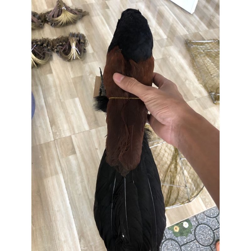 1 con bịp giả bơm keo 2021 hàng chất lượng, dùng để đánh chung với mẹt