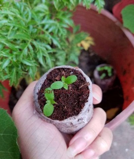 🌰🌰 HẠT GIỐNG SUNG MỸ NGỌT