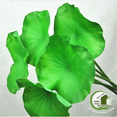 Lá sen giả - cành lá sen cao cấp - 1 lá