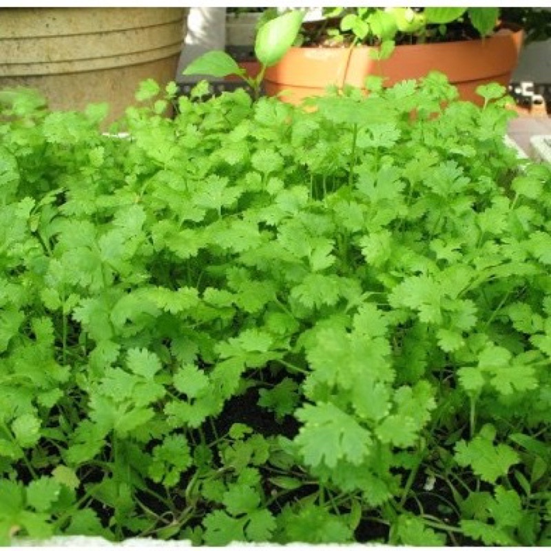 20gr hạt giống ngò rí