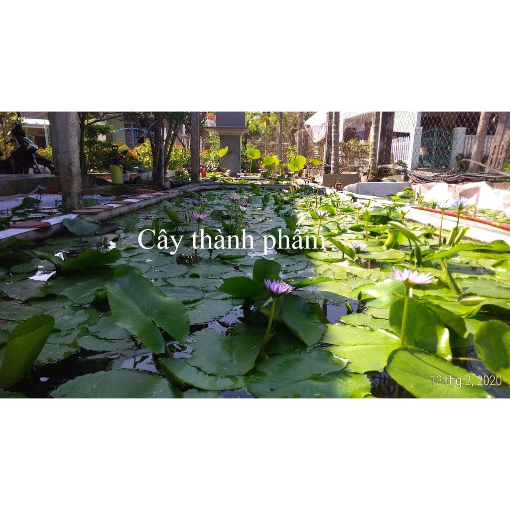 Cây hoa súng Thái Lan màu ngẫu nhiên - Cây cảnh và hạt giống