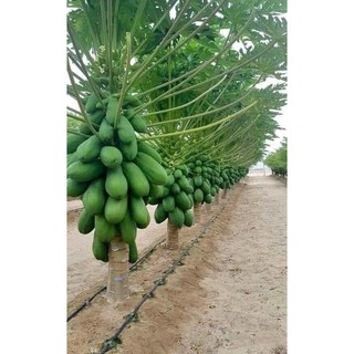 Đu đủ lùn thái lan