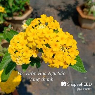 Cây hoa ngũ sắc màu vàng tươi