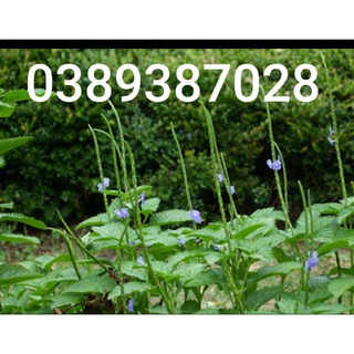 cây đuôi chuột(mạch lạc),1kg