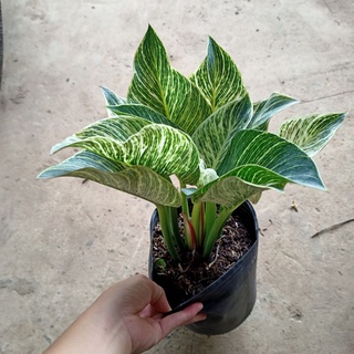 Chậu cây đế vương kim cương - ship toàn quốc