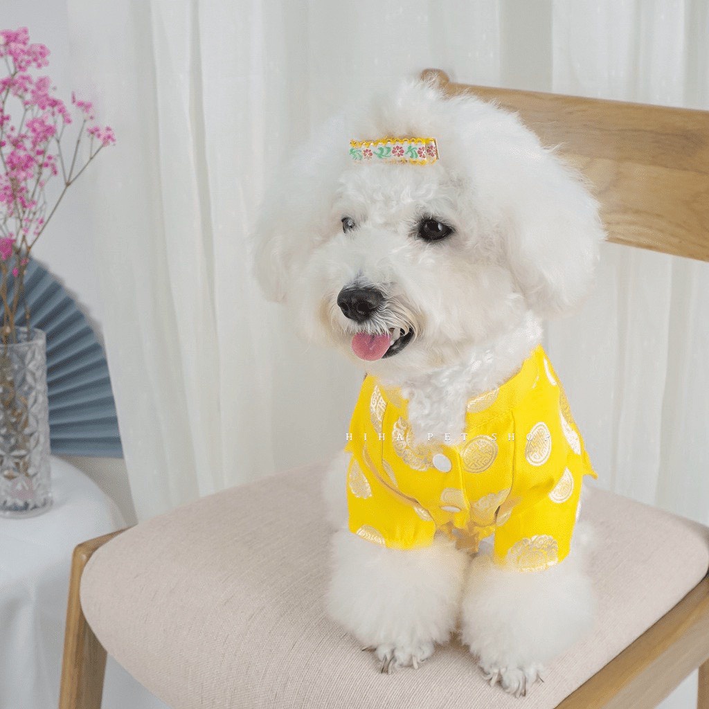 ÁO DÀI TẾT TRUYỀN THỐNG DÀNH CHO THÚ CƯNG VÀNG