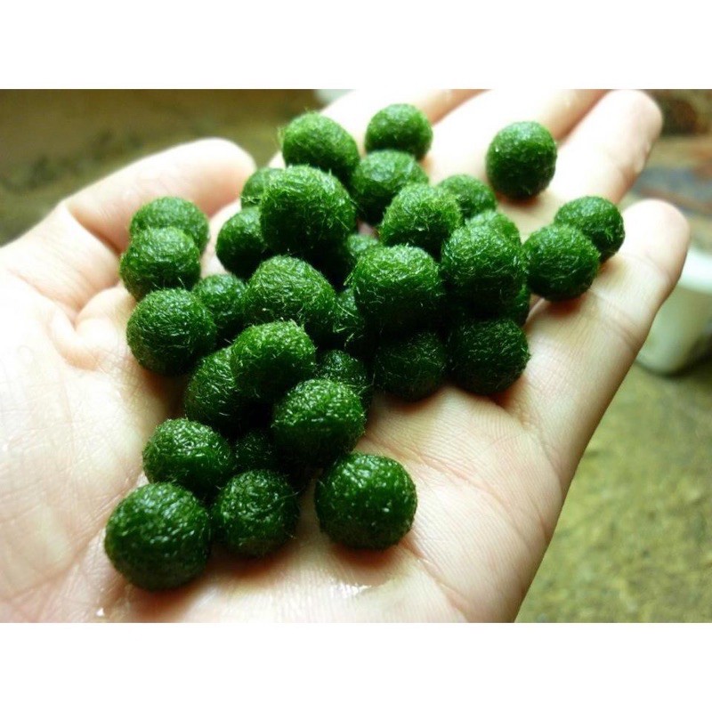 Tảo cầu rêu marimo - trang trí bể tép, bể thuỷ sinh