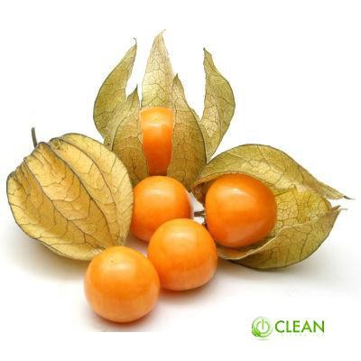 Hạt giống Anh đào đất, cây Thù dù, cây Tầm bóp